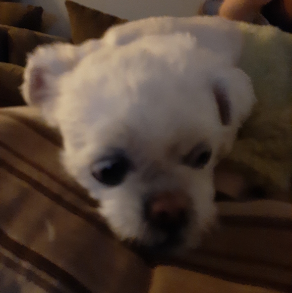 Meet your Posher, Jazmin - Picture 1 of 1